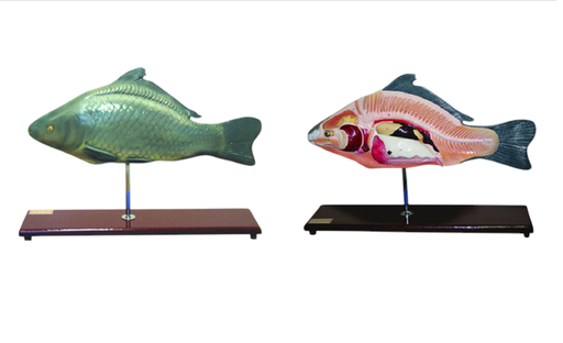 [020116] Modèle de poisson