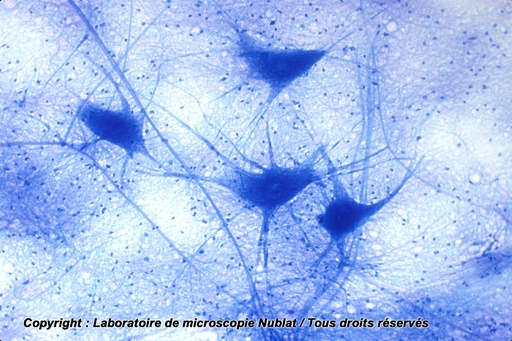 [027509] Préparation microscopique Nublat : Cellules nerveuses dissociées, moelle épinière, BM