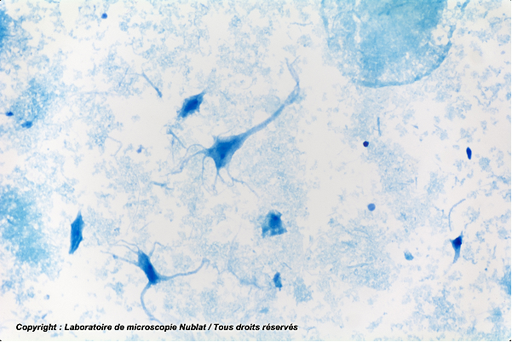 [#027619] Neurones dissociés, frottis cerveau, BM - NUBLAT