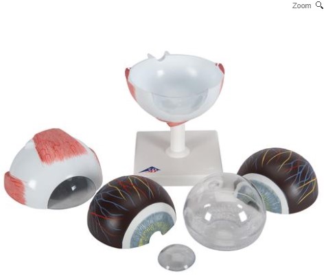 [ZHCMG085] Modèle anatomique de l'oeil, agrandi 5 fois, en 6 parties 3B Scientific 1000255 [F10]