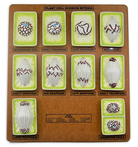 [029018] Modèle de mitose végétale