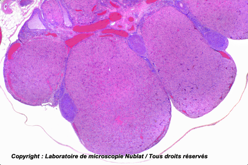 [027605] Préparation microscopique Nublat : Ovaire - avec corps jaune - Lapine - CL - HE