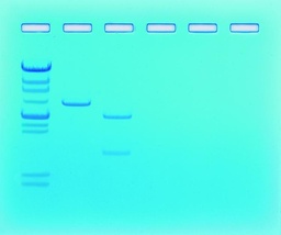 [910081] Kit de TP - Détermination de la taille de fragments d'ADN pour 6 groupes 