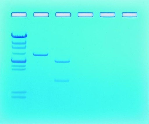 [910081] ** Kit de TP - Détermination de la taille de fragments d'ADN pour 6 groupes 