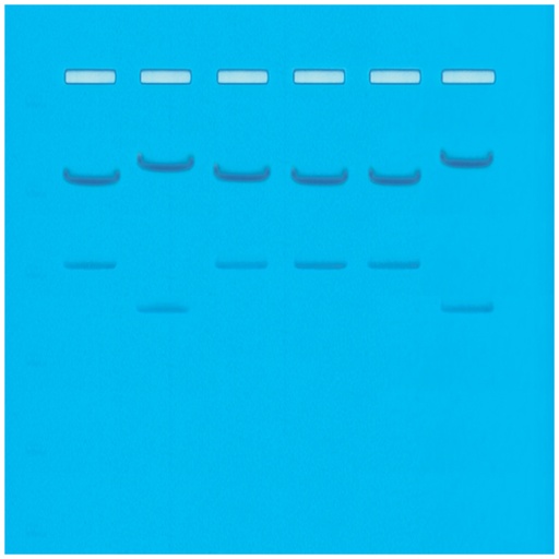 [910084] ** Kit de TP - Échantillons d'ADN pour enquête policière pour 12 échantillons 