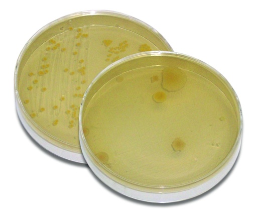 [910132] ** Kit de TP - Test de l'eau et de l'air pour 10 groupes