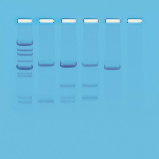 [910203] ** Kit de TP - Test de paternité par analyse génétique 