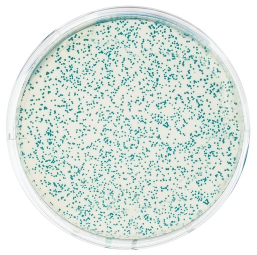 [910210] ** Kit de TP - Transformation de la bactérie e.coli