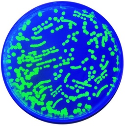 [912002] Kit de TP - Transformation génétique de la protéine fluorescente verte pour 10 groupes