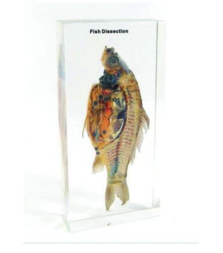 Animal disséqué en inclusion résine (Poisson ou Rat ou Crapaud)