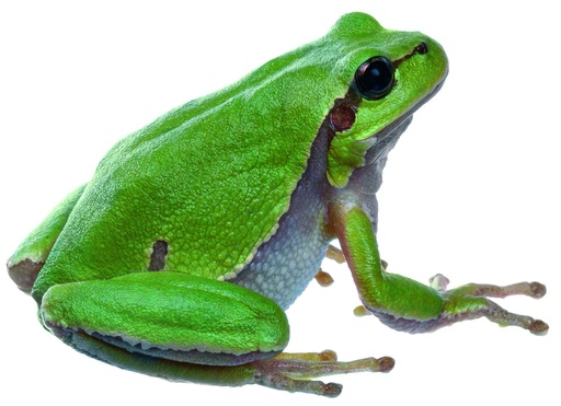 Dissection - Grenouille