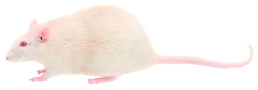 Dissection - Souris congelée