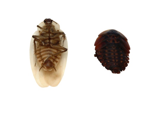 Insecte fixé - Blatte ou Criquet