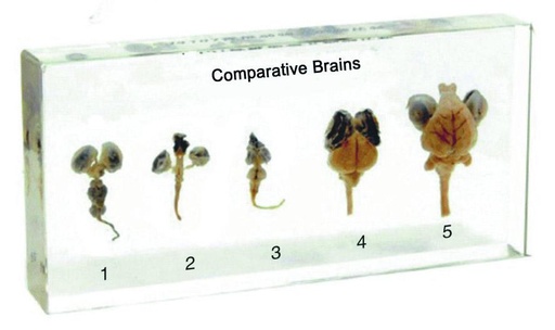 Organes comparés en inclusion résine
